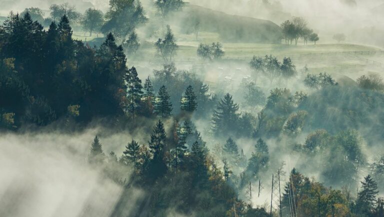 Sales Organization renewal as of 1 January 2026