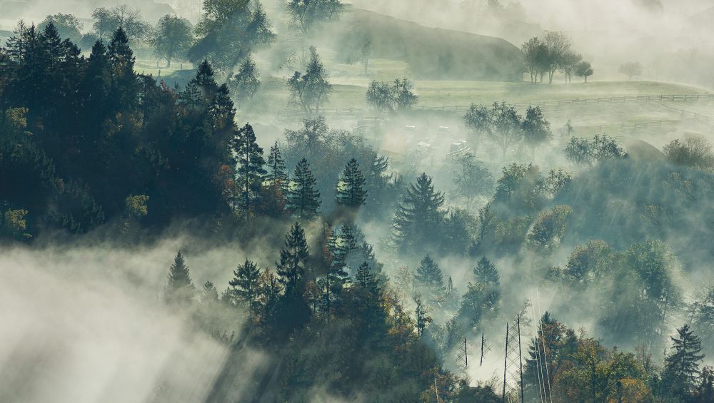 Metsää, jonka keskellä sumua ja kaapelointeja